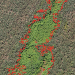 IDENTIFICAÇÃO DE PLANTAS DANINHAS: No nosso curso, temos um módulo especial dedicado à identificação de plantas daninhas, incluindo espécies como mamona, mucuna e merremia. Você aprenderá a utilizar diversos índices, como o GLI (Green Leaf Index) e o VARI (Visible Atmospherically Resistant Index), para classificar e identificar essas plantas com precisão.