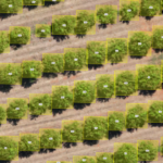 CONTAGEM DE ARVORES: e plantas Saber a contagem de árvores é fundamental porque permite calcular a produtividade da área de cultivo, ajudando a prever colheitas e otimizar o planejamento agrícola. Além disso, com a contagem precisa, é possível determinar o nível adequado de insumos a serem utilizados , como fertilizantes e defensivos, garantindo uma aplicação eficiente e sustentável No curso usamos como exemplo várias culturas, como citros, eucalipto etc