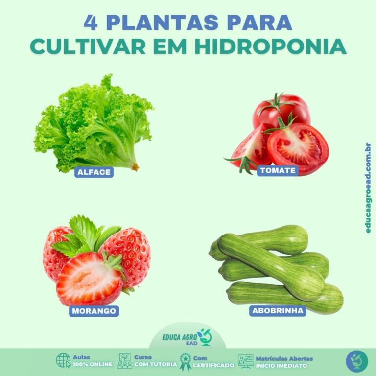 Descubra os Benefícios da Hidroponia