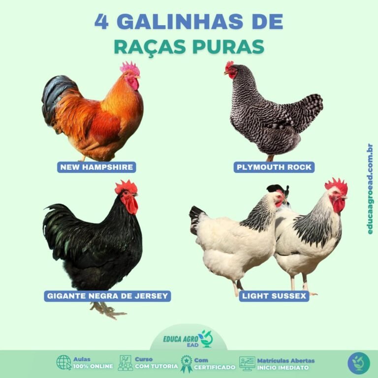 Aumente a Produtividade das Suas Galinhas Caipiras com Raças Puras!