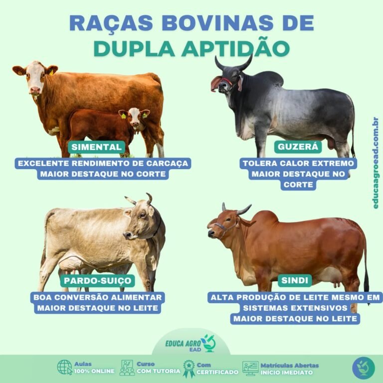 Dupla aptidão: carne e leite no mesmo rebanho!