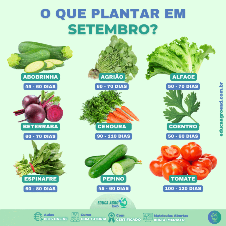 🌱 O que plantar em setembro: guia completo para sua horta e lavoura