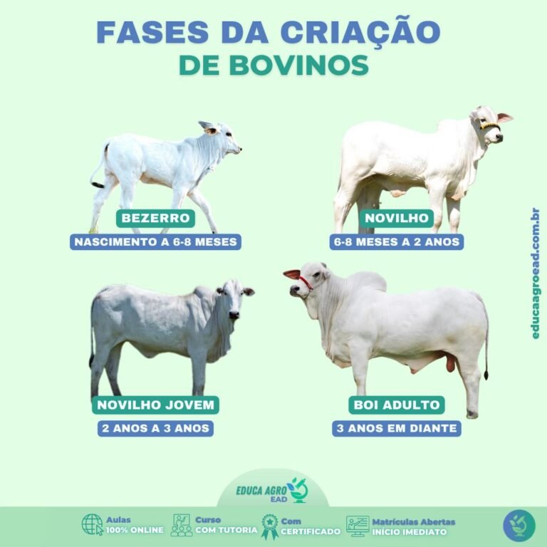 Fases do Crescimento dos Bovinos: Guia Completo para o Manejo