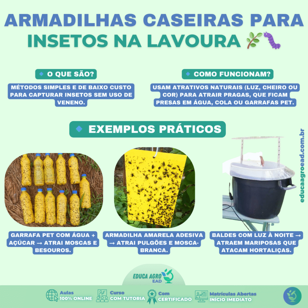 Armadilhas Caseiras para Insetos: Solução Simples e Barata no Campo