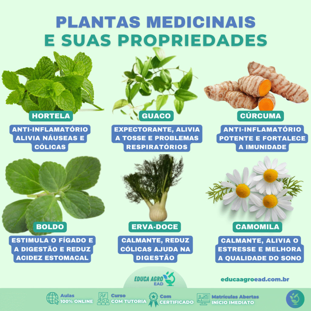 🌿 Plantas medicinais e seus benefícios para a saúde