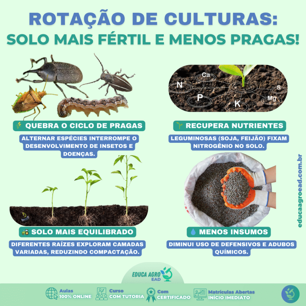 Rotação de Culturas: Como Evitar Pragas e Aumentar a Fertilidade do Solo