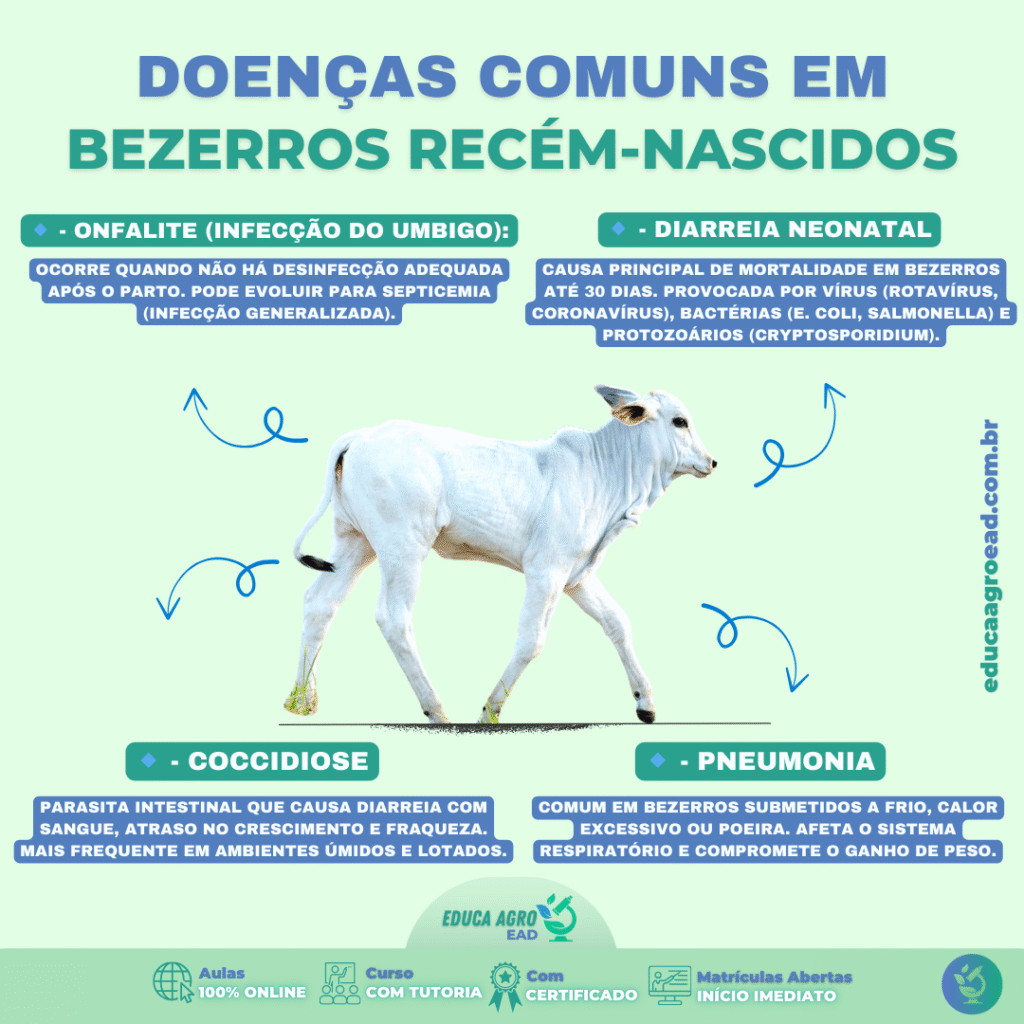 Doenças em Bezerros Recém-Nascidos: Quais são as principais e como prevenir?