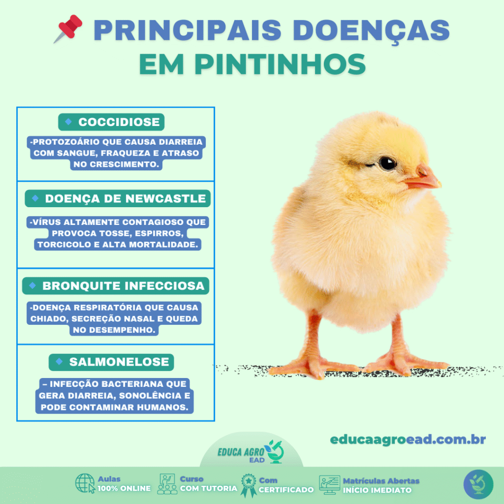 Principais Doenças em Pintinhos: Como Prevenir Perdas na Avicultura 🐥