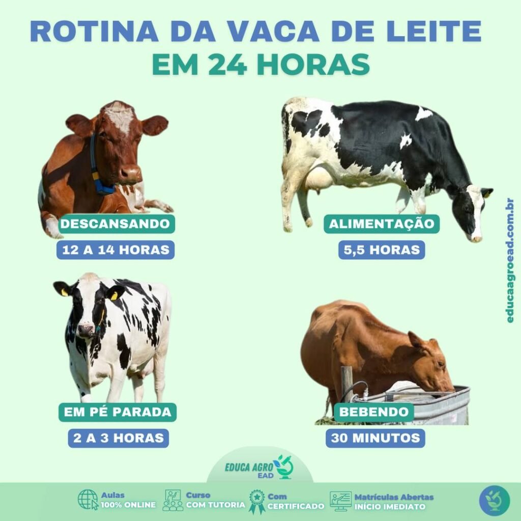 Rotina da Vaca de Leite: Como o manejo influencia diretamente na produção de leite 🥛
