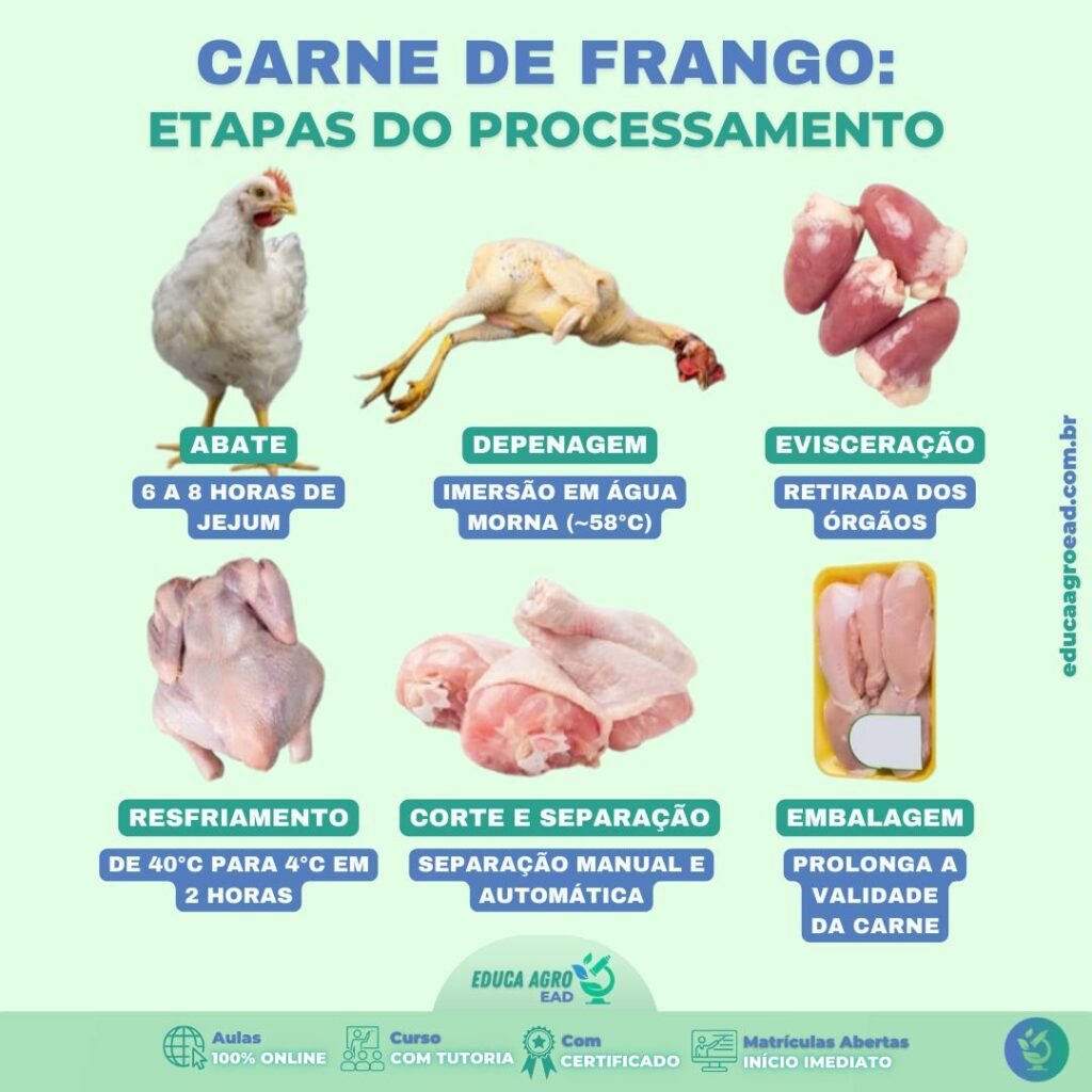 🐔 Etapas do Processamento da Carne de Frango: Da Criação à Qualidade Final 🐔