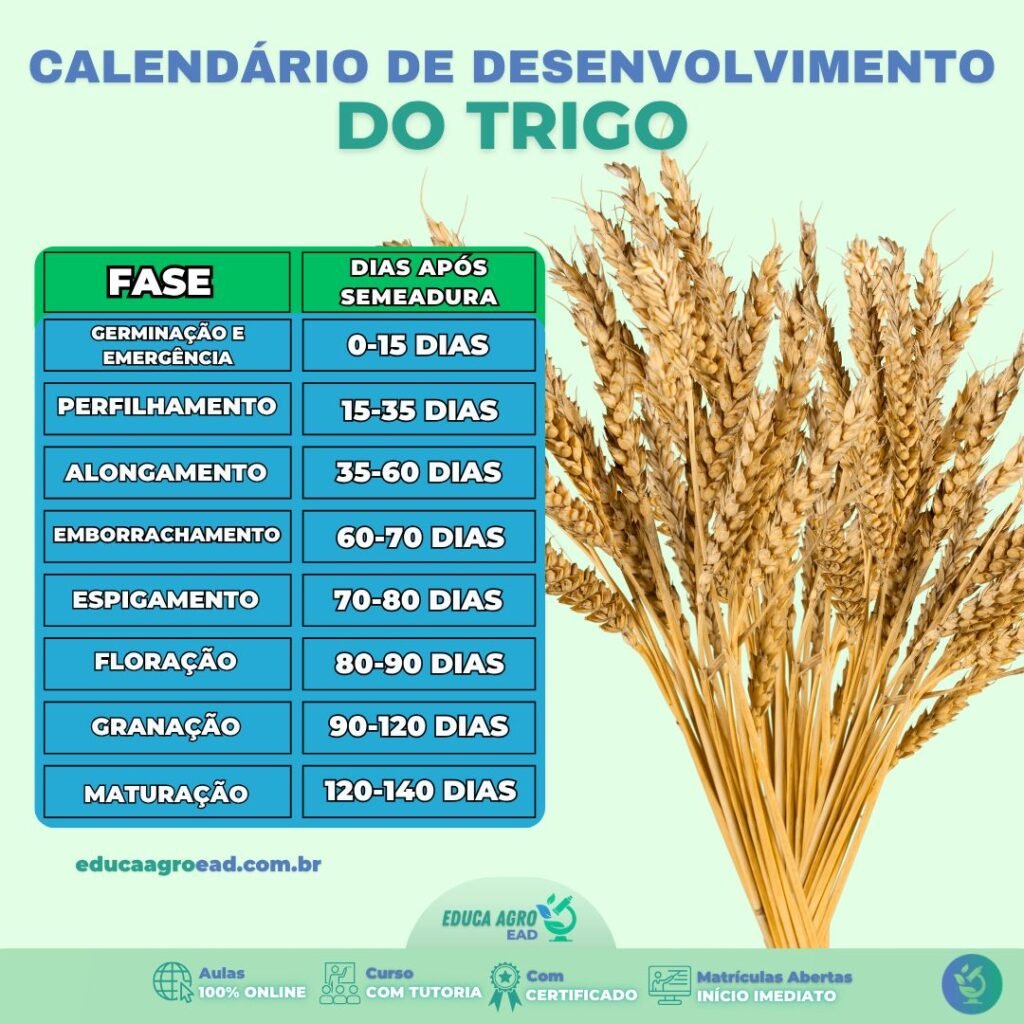 Calendário do Trigo: Entenda Cada Fase e Evite Erros no Manejo