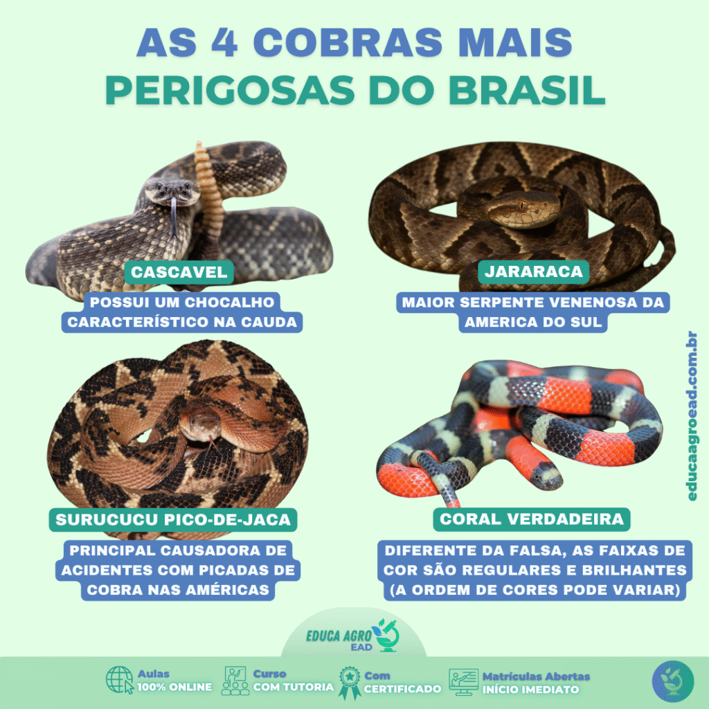 As 4 Cobras Mais Perigosas do Brasil e Como Evitar Acidentes no Campo”