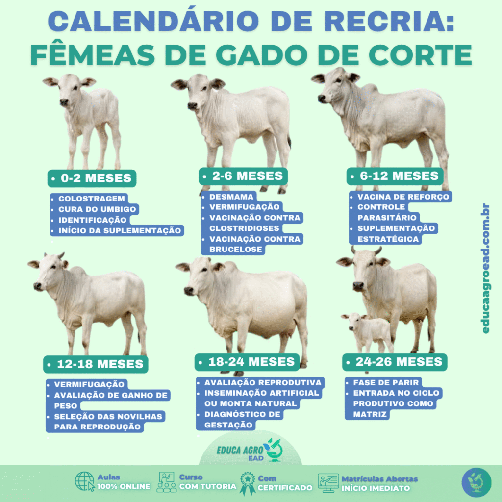 📌 Calendário de Recria: Fêmeas de Gado de Corte