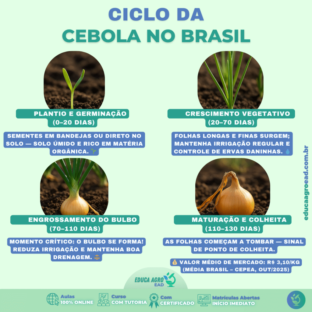 🌾 Da semente ao lucro: entenda o ciclo da cebola no Brasil 🧅