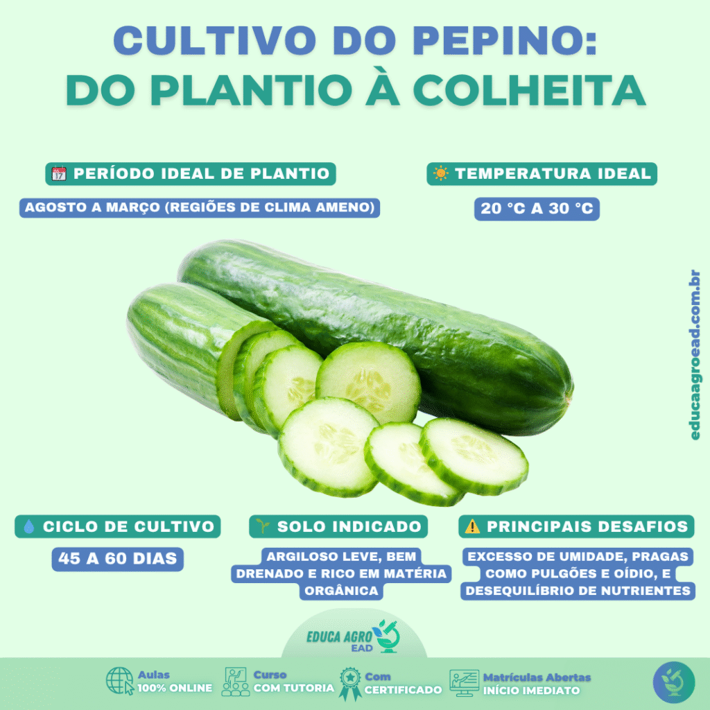 🥒 Cultivo do Pepino: do plantio à colheita — tudo o que você precisa saber para produzir com qualidade