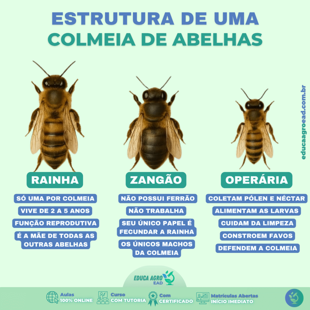 🐝 Estrutura de uma Colmeia de Abelhas: Entenda as Funções de Cada Casta