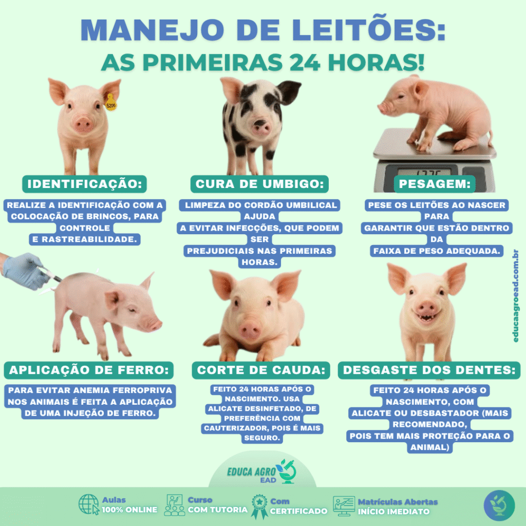 🐖 Manejo de Leitões: Os Cuidados Essenciais nas Primeiras 24 Horas de Vida
