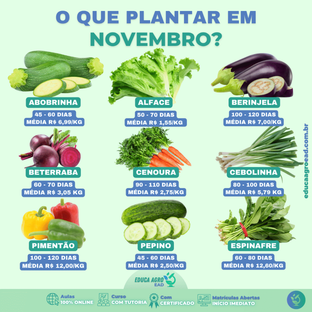 🌾 O Que Plantar em Novembro: Guia de Cultivos e Preços Médios Atualizados (2025)