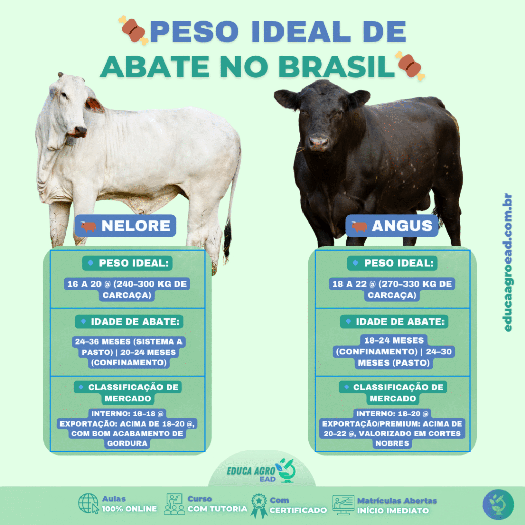 ⚖️ Peso Ideal de Abate no Brasil: Nelore e Angus