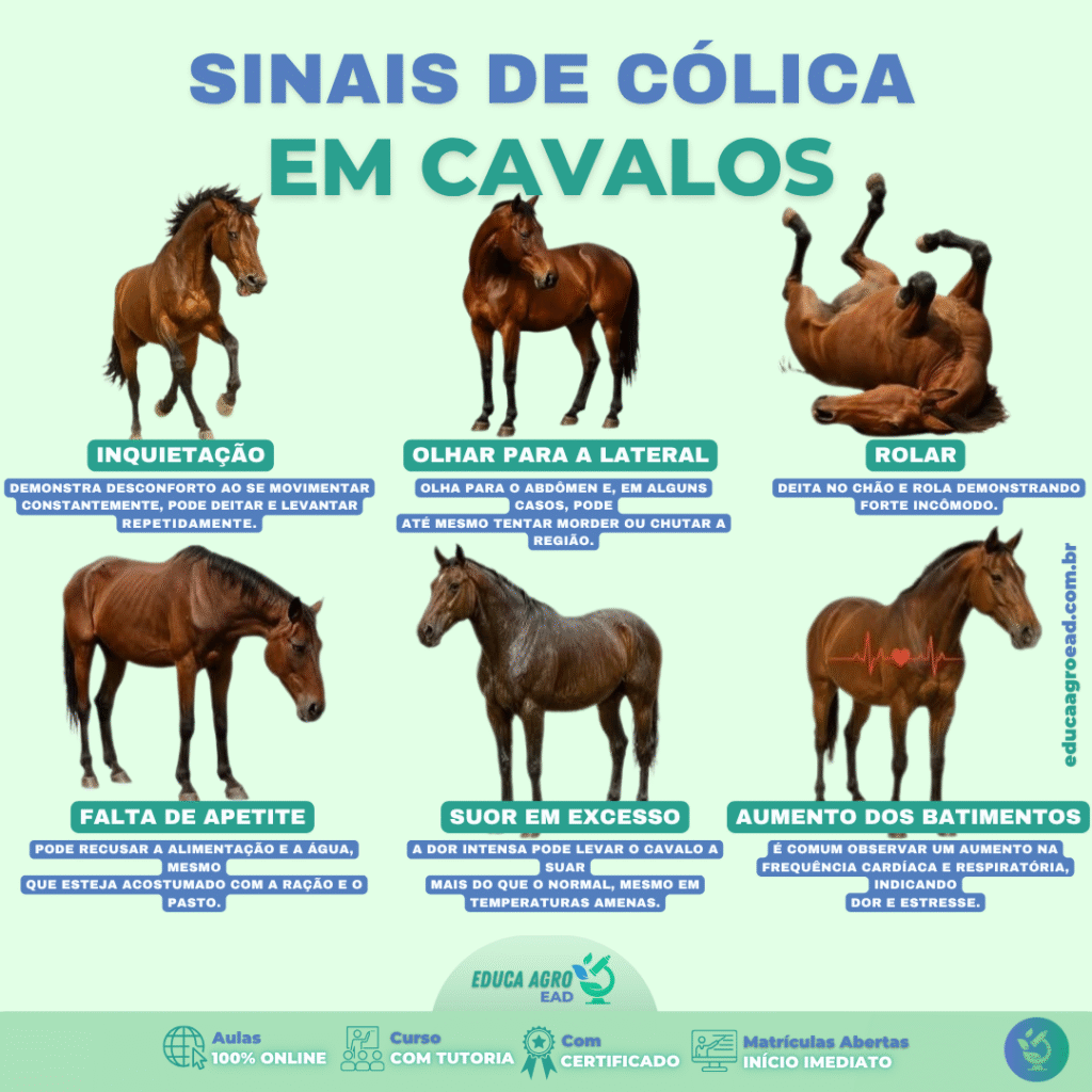 Sinais de Cólica em Cavalos: Como Reconhecer e Agir Rápido para Salvar seu Animal 🐴