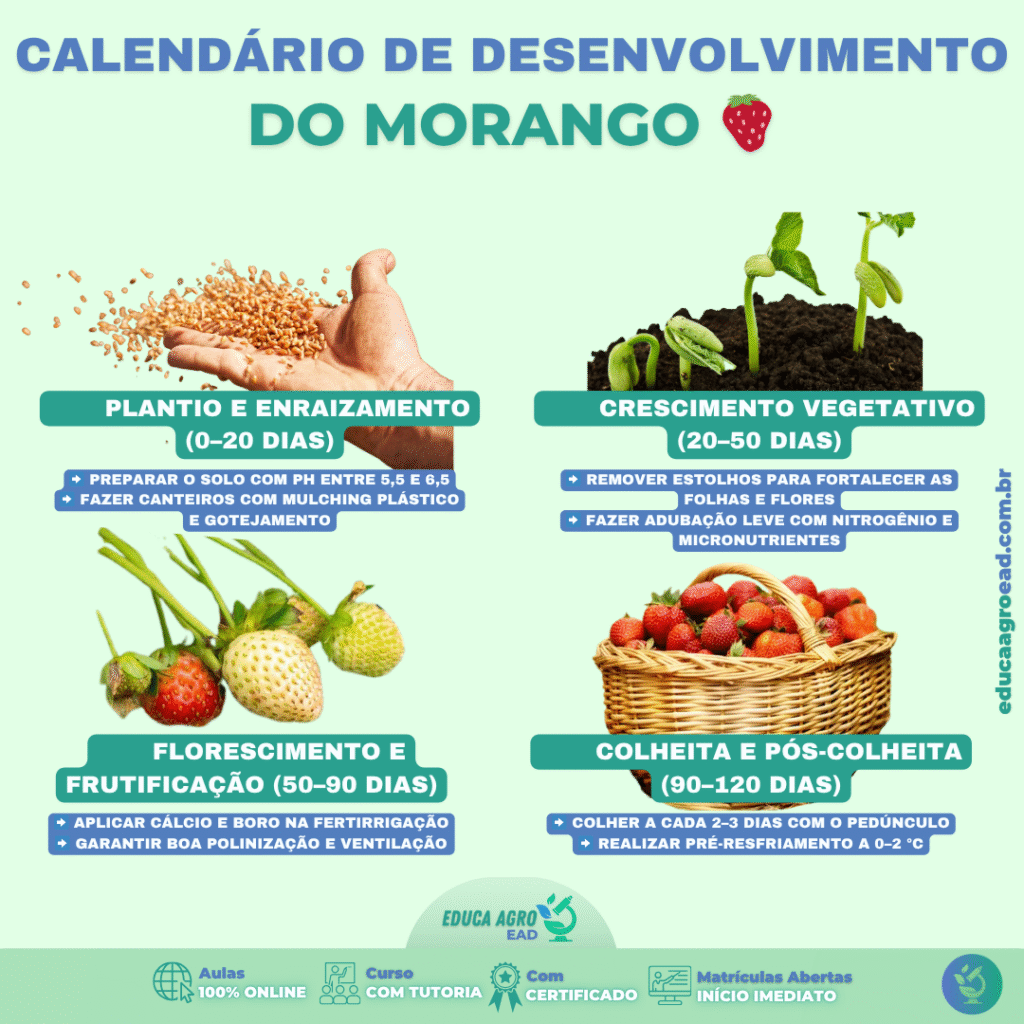 🍓 Calendário de Desenvolvimento do Morango (0–120 dias): do plantio à colheita