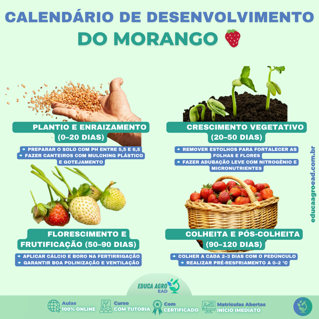 🍓 Calendário de Desenvolvimento do Morango (0–120 dias): do plantio à ...