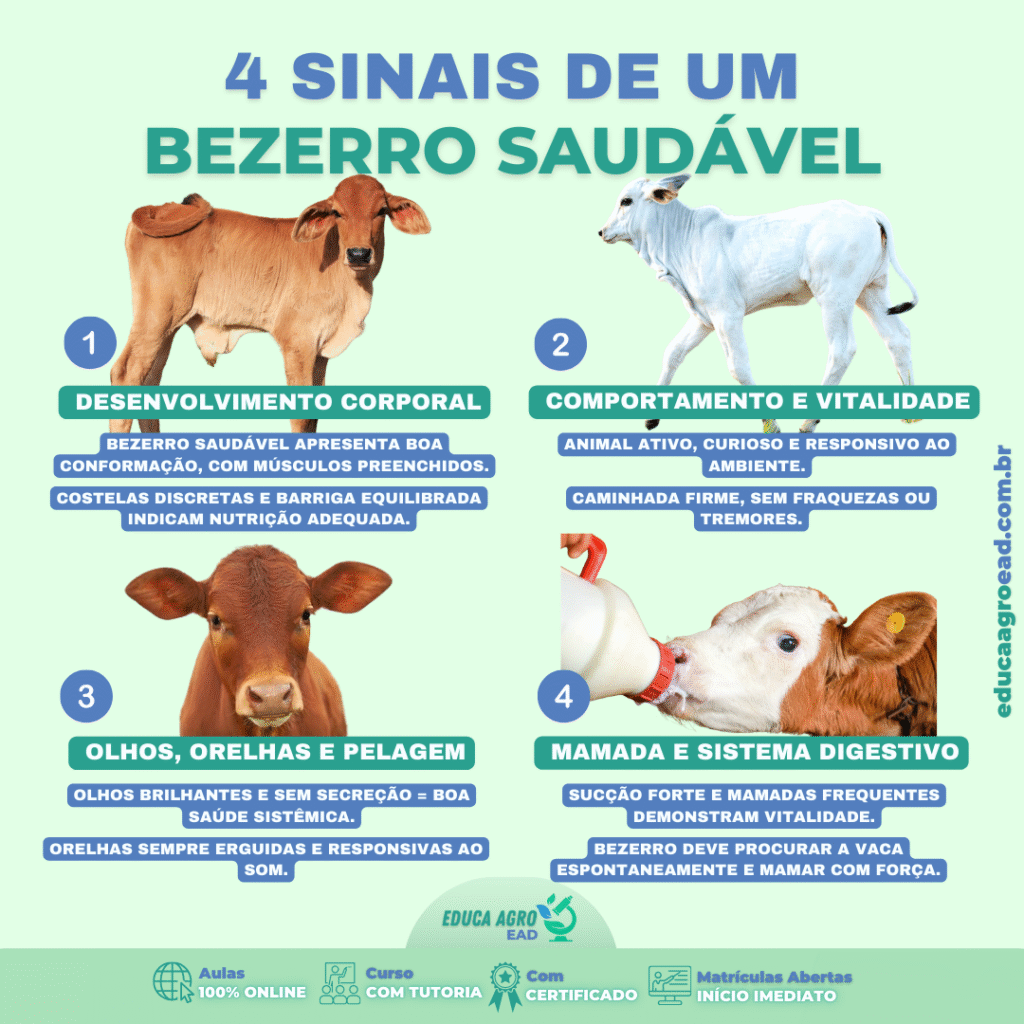 🐮 4 Sinais de um Bezerro Saudável: Guia Completo Para Criadores e Produtores