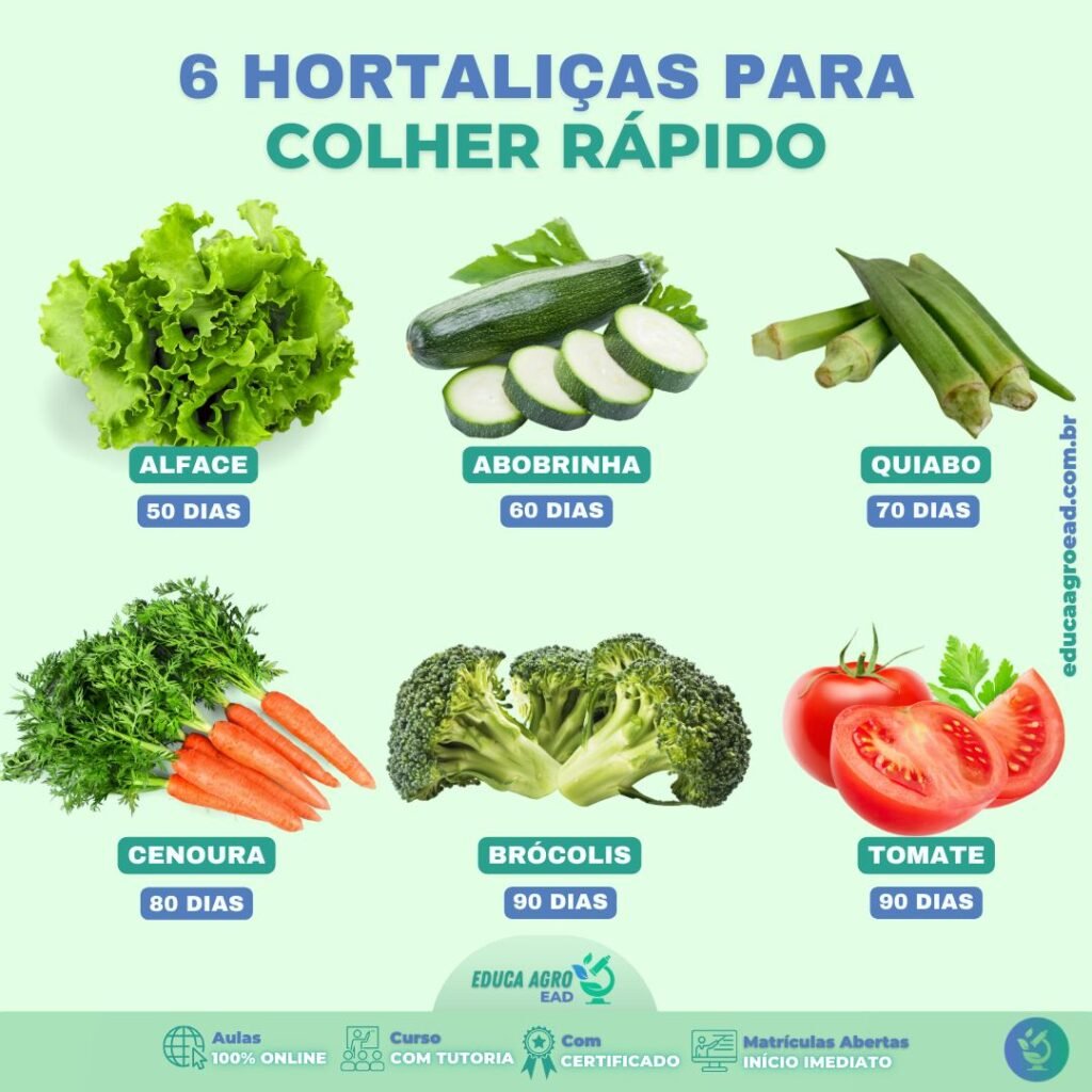 🥕 6 Hortaliças para Colher Mais Rápido – Guia Prático para Quem Quer Produção Ágil! 🌿🚜