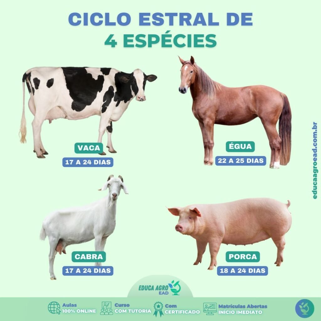 🐮 Ciclo Estral de 4 Espécies: o que todo produtor precisa dominar para melhorar a reprodução no campo