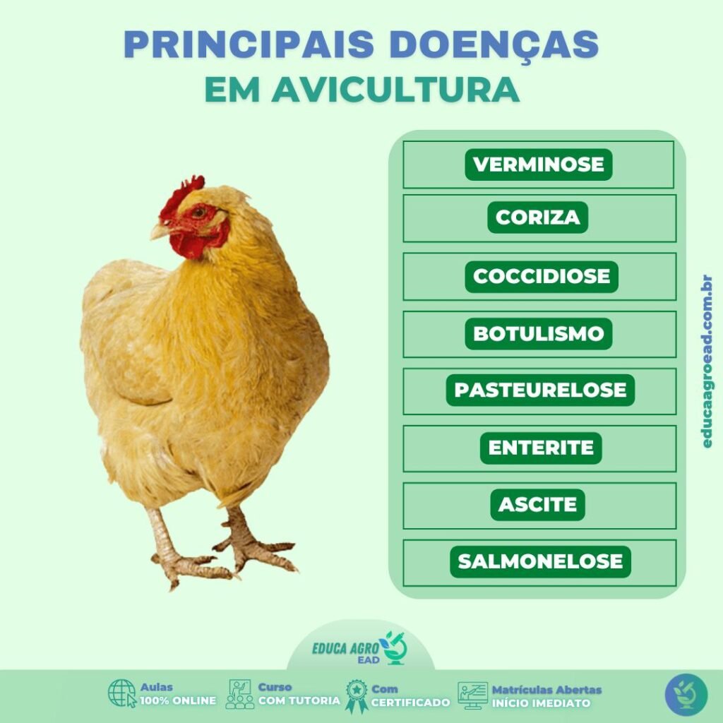 Principais Doenças em Avicultura – O que todo produtor precisa saber para evitar prejuízos