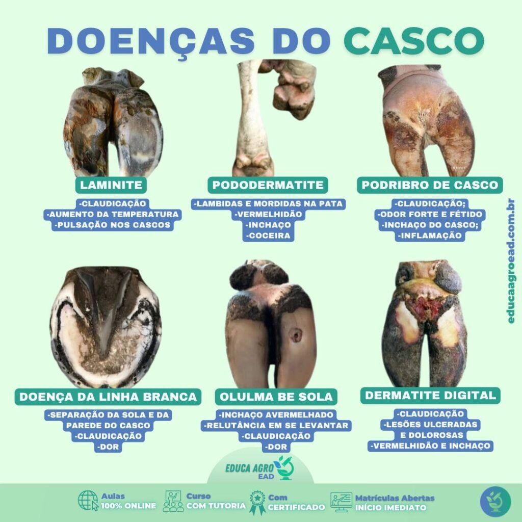 🐄 Doenças do Casco em Bovinos: Sintomas, Diagnóstico e Manejo Preventivo