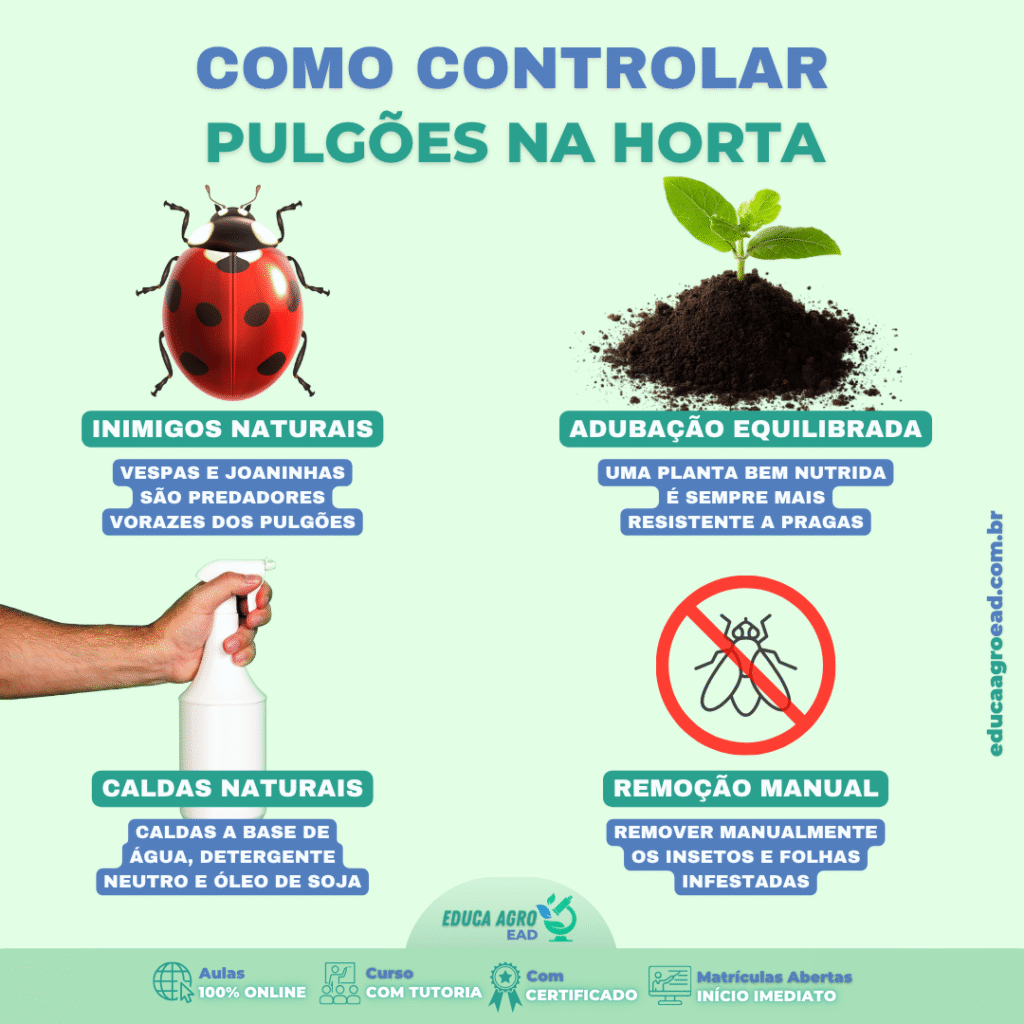 🪴 Como controlar pulgões na horta de forma natural e eficiente