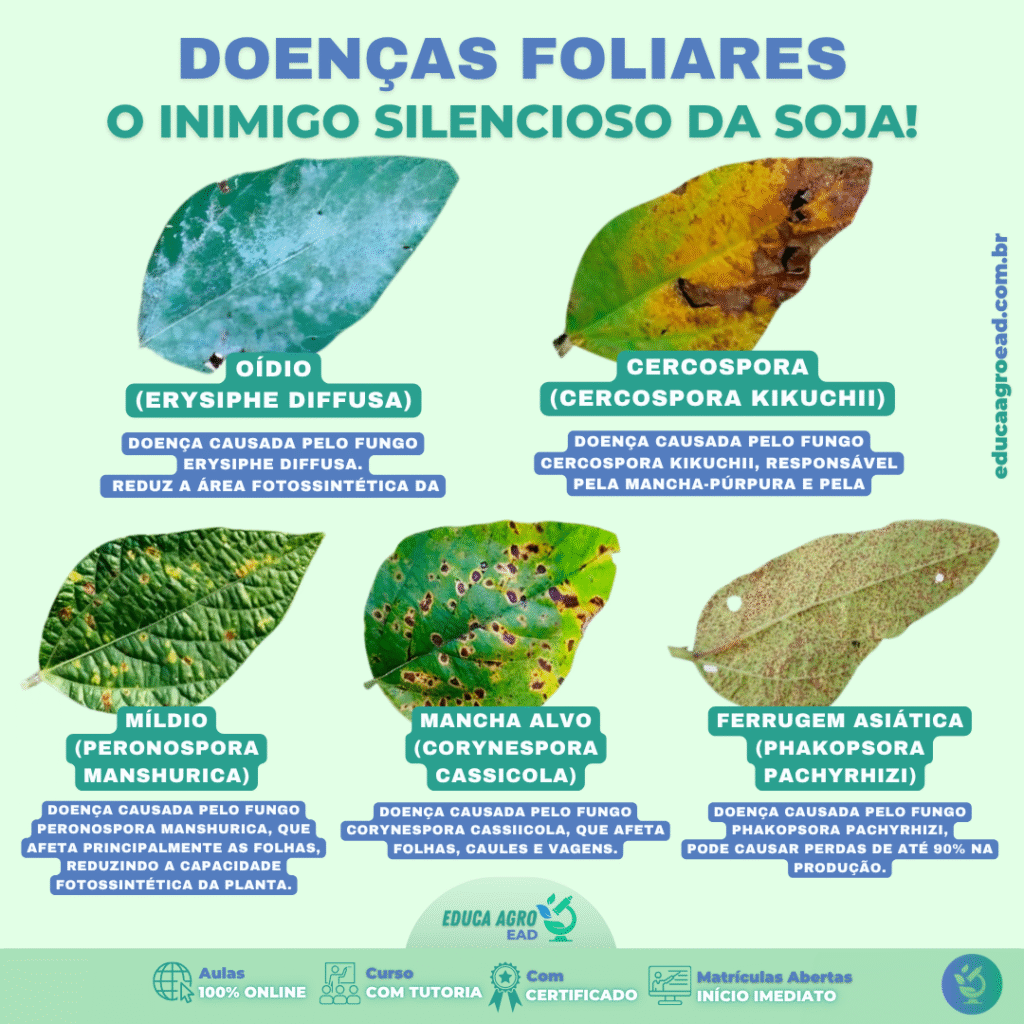 🧬 Doenças Foliares: o inimigo silencioso da soja!