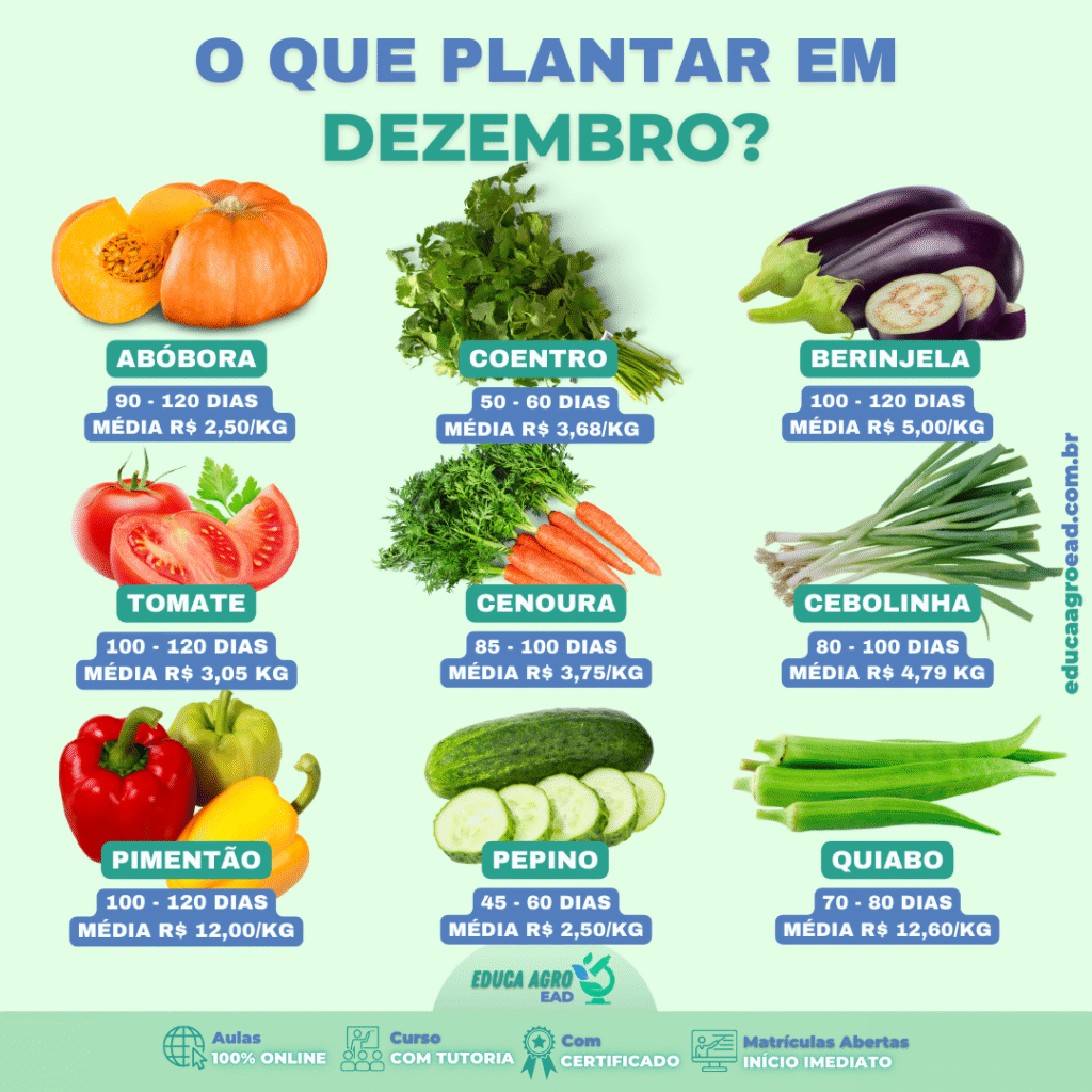 🌱 O Que Plantar em Dezembro? Guia Completo Para Aproveitar o Verão no Campo
