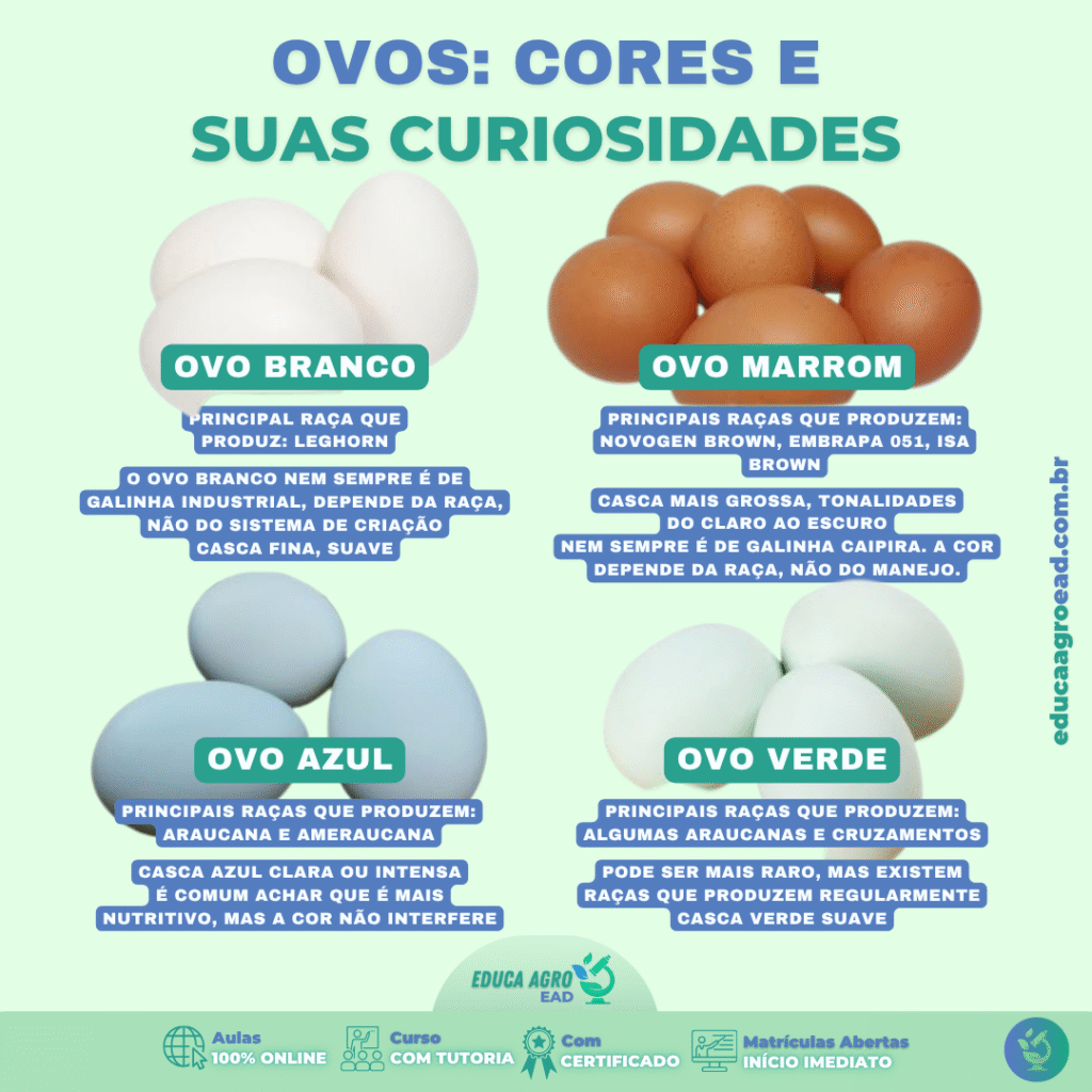 🥚 Ovos: cores e curiosidades que podem influenciar seu lucro!
