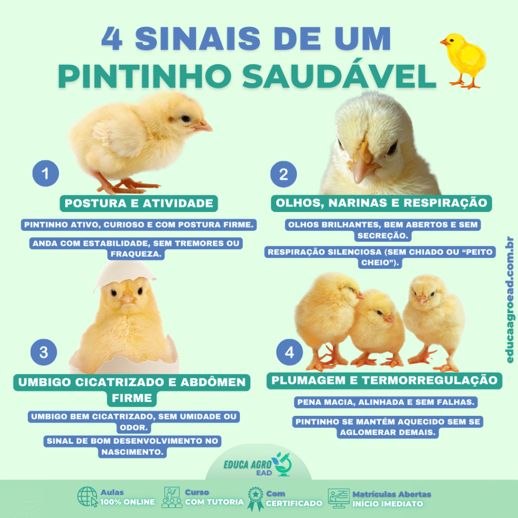 🐥 4 Sinais de um Pintinho Saudável: Guia Completo Para Criadores e Produtores de Aves