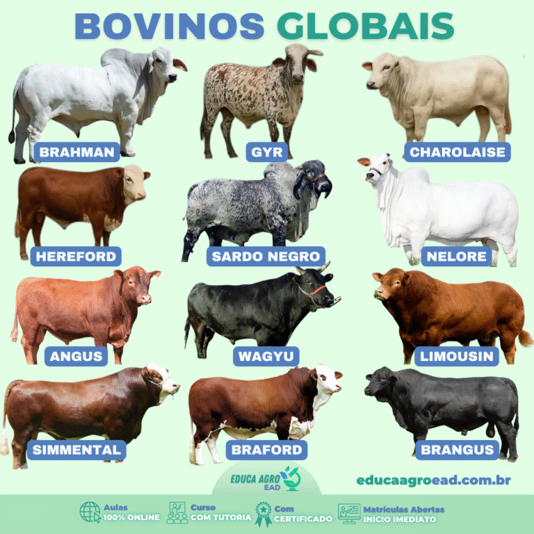 🐂 Bovinos Globais: As Raças de Maior Destaque no Mundo e no Brasil