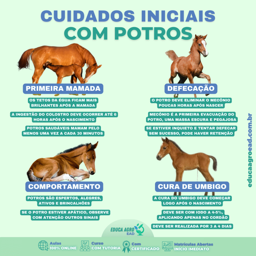 Cuidados Iniciais com Potros: o que observar nas primeiras horas de vida