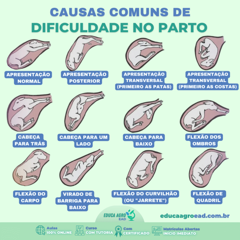 🐮 Causas Comuns de Dificuldade no Parto: Entenda as Posições Fetais que Podem Salvar Vidas no Campo