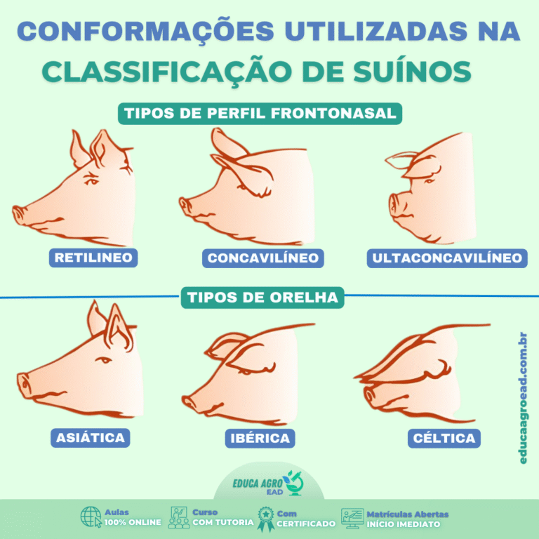 Conformações Utilizadas na Classificação de Suínos: Entenda os Perfis e Tipos de Orelhas Mais Importantes na Suinocultura Moderna