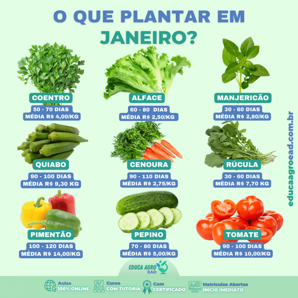 🌱 O Que Plantar em Janeiro? Guia Completo para Aproveitar o Verão no Campo