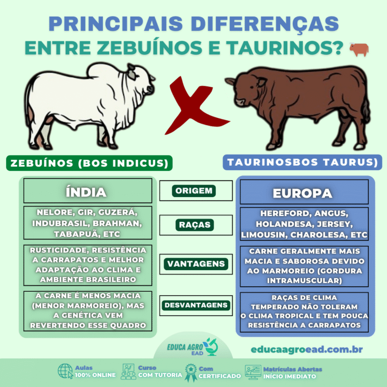Zebuínos x Taurinos: As Diferenças Que Todo Produtor Precisa Conhecer para Melhorar o Desempenho do Rebanho