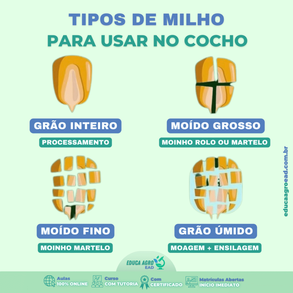 🌽 Tipos de Milho para Usar no Cocho: Qual Escolher?