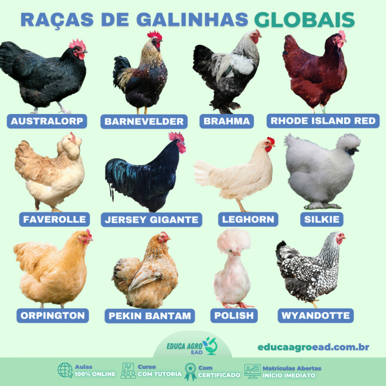 🐔 Raças de Galinhas Globais — Conheça as Características, Origens e Usos de Cada Uma