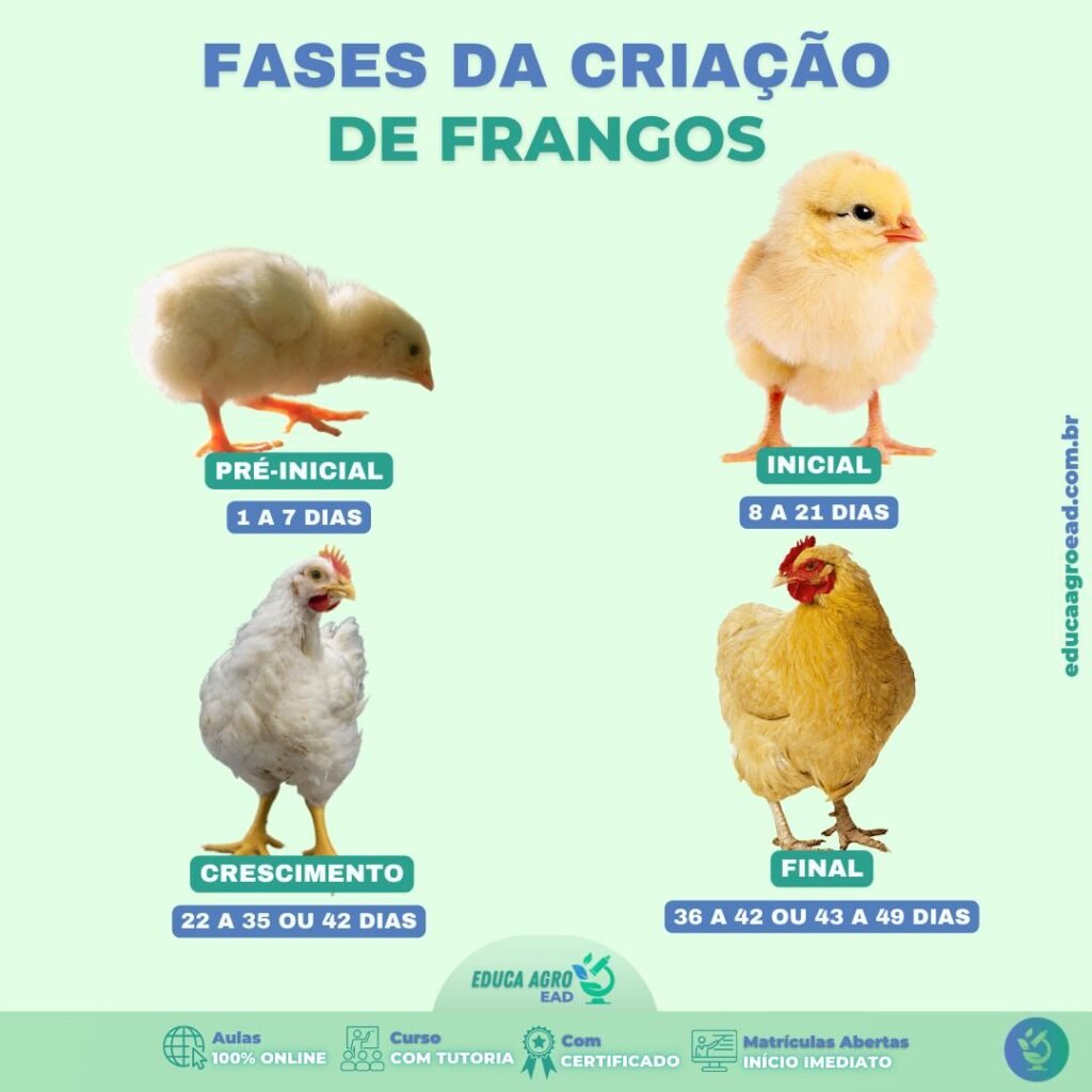 Fases da Criação de Frangos: Entenda Cada Etapa do Ciclo Produtivo