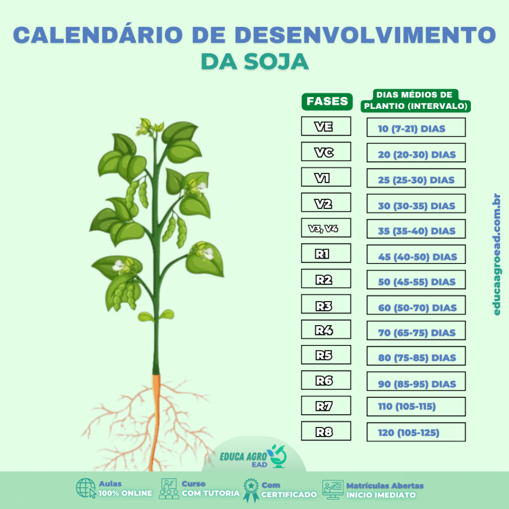Calendário de Desenvolvimento da Soja: fases fenológicas e manejo correto da cultura