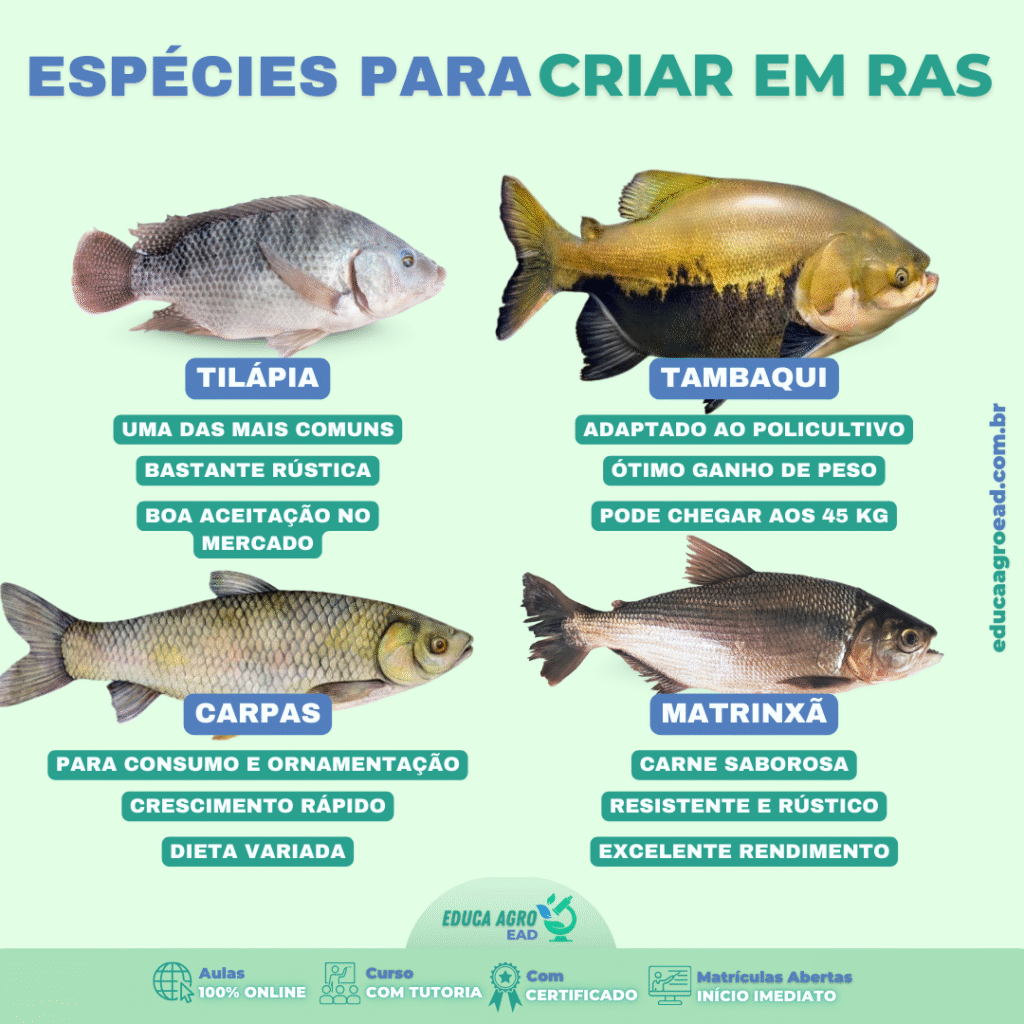 Espécies Mais Indicadas para Criação em Sistemas RAS (Recirculação de Água)