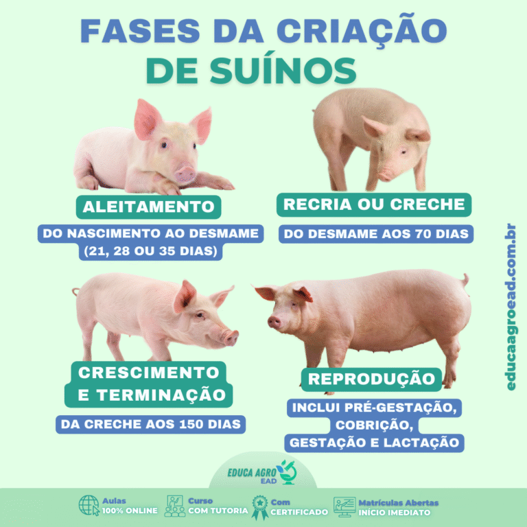 Fases da Criação de Suínos: entenda o ciclo completo da suinocultura