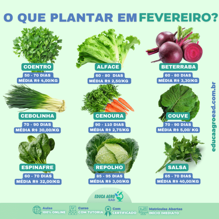 O que plantar em fevereiro? Culturas que se adaptam bem ao período