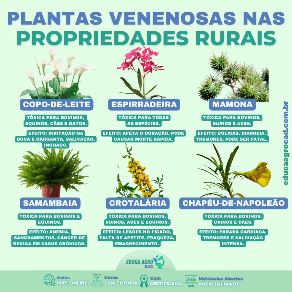 Plantas Venenosas nas Propriedades Rurais: um risco silencioso para o rebanho